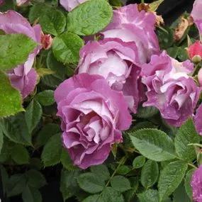Blue for You Floribunda Rose (Rosa Blue For You) 1
